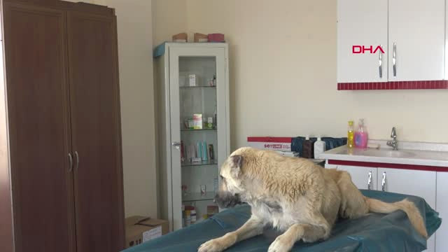 Mardin Mardin’de Hayvanlara 5 Yıldızlı Hizmet Hd