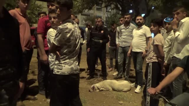 Midyat’ta Gözü Oyulmuş Köpek Bulundu