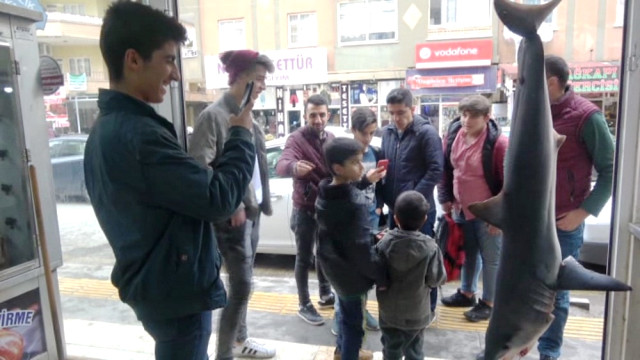 Mardin’de 85 Kiloluk Köpek Balığına Yoğun İlgi