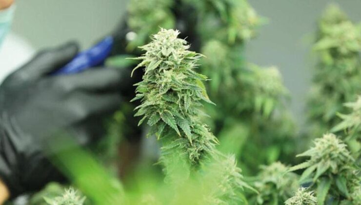 Birinci endüstriyel kenevir tarlasında hasat… 30 milyon dolarlık yatırımda sona gelindi