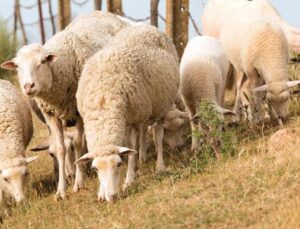 Çoban takviyesi yüzde 150 arttı