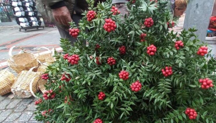 Kokinalara ilgi devam ediyor