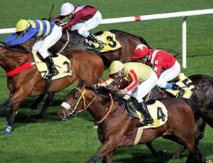 Safkan İngiliz taylar yeni sahiplerine kavuştu