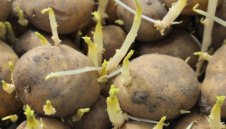 Patates, soğan ve sarımsağın filizlenmesini önlüyor, asla yumuşatmıyor! Çürümeden ve küflenmeden saklamak çok kolay
