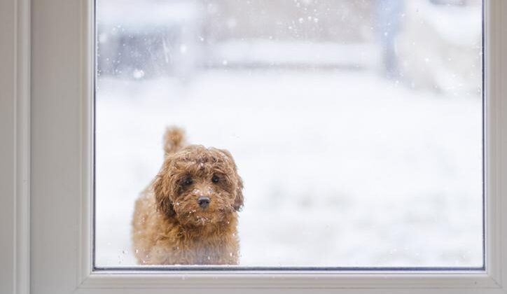Köpekler soğuk havada üşür mü? Sokak köpekleri ve yavru köpekler kaç derece soğukta üşür, üşüdükleri nasıl anlaşılır?